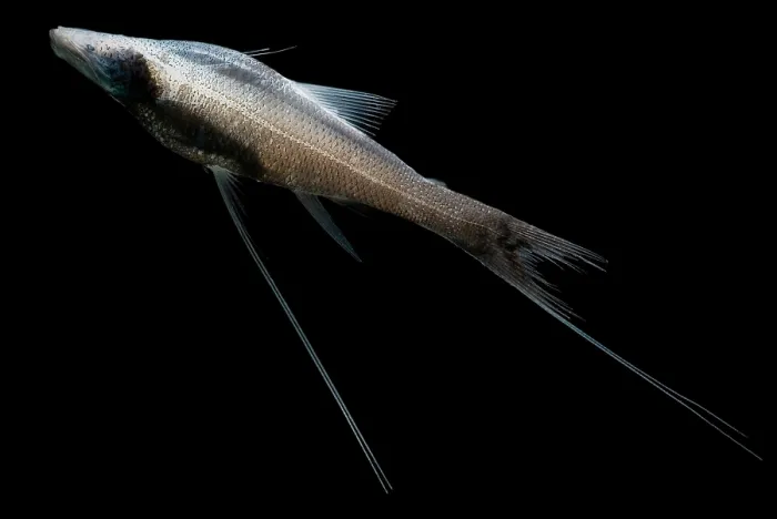 Framed Print : Tripod Fish Framed Print : Tripod Fish