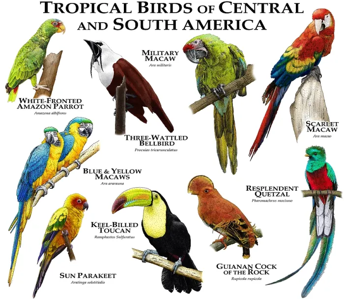 Framed Print : Tropical Birds of Central & South America Framed Print : Tropical Birds of Central & South America