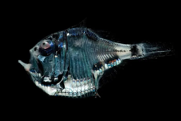 Framed Print : Tropical Hatchetfish