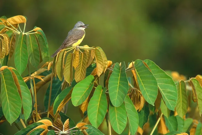 Framed Print : Tropical Kingbird Framed Print : Tropical Kingbird