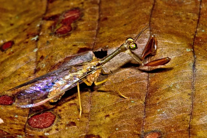Framed Print : Tropical Mantispid Framed Print : Tropical Mantispid