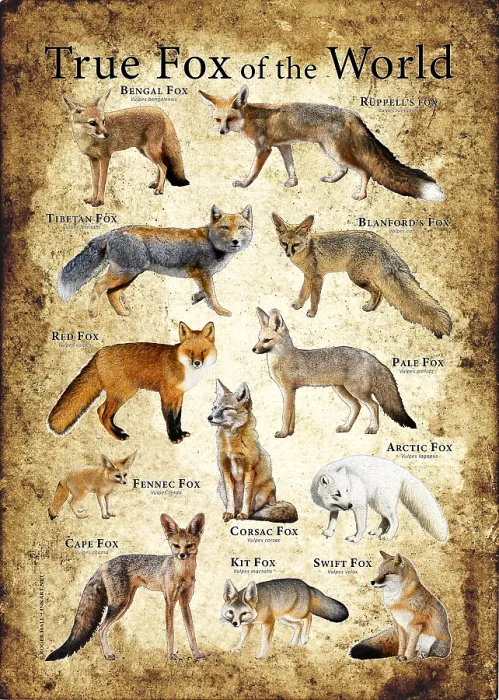 Framed Print : True Foxes of the World Framed Print : True Foxes of the World