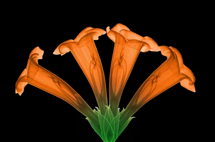 Framed Print : Trumpet Vine, X-ray Framed Print : Trumpet Vine, X-ray