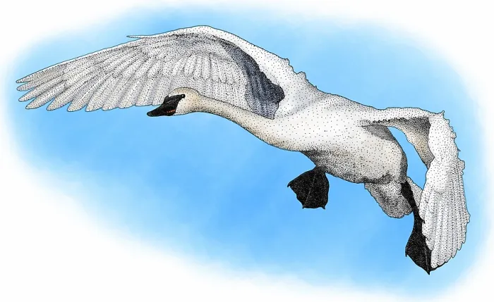Framed Print : Trumpeter swan Framed Print : Trumpeter swan