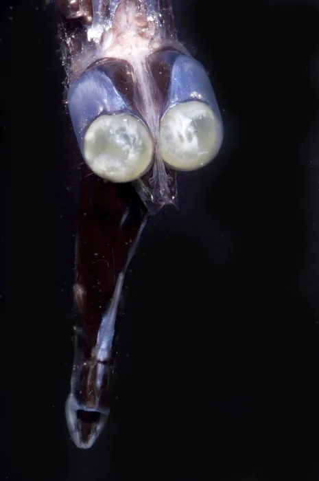 Framed Print : Tube-Eye. Stylephorus chordatus, a tube-eye of the family Stylephoridae, is a mesopelagic Framed Print : Tube-Eye. Stylephorus chordatus, a tube-eye of the family Stylephoridae, is a mesopelagic
