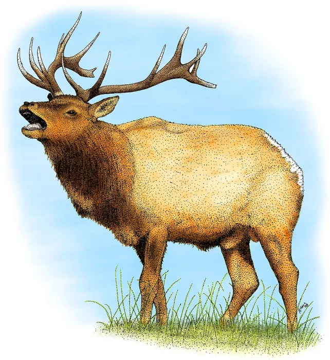 Framed Print : Tule Elk, (Cervus canadensis nannodes) Framed Print : Tule Elk, (Cervus canadensis nannodes)