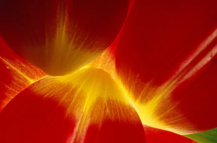 Framed Print : Tulip Petals Framed Print : Tulip Petals