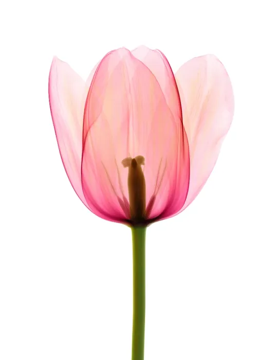 Framed Print : Tulip, X-ray