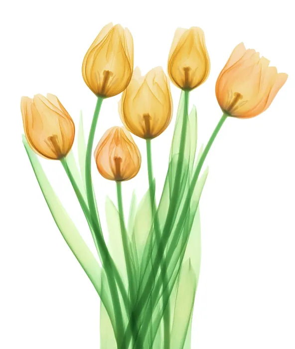 Framed Print : Tulips, X-ray