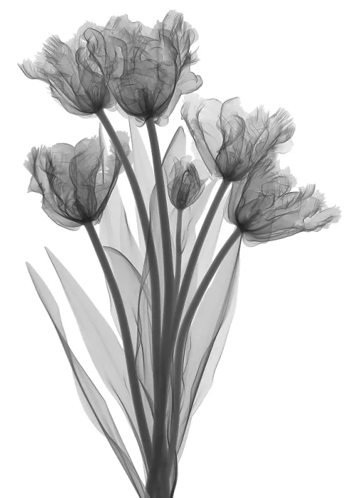 Framed Print : Tulips, X-ray Framed Print : Tulips, X-ray
