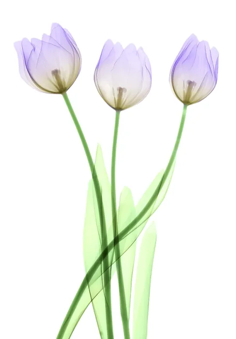 Framed Print : Tulips, X-ray