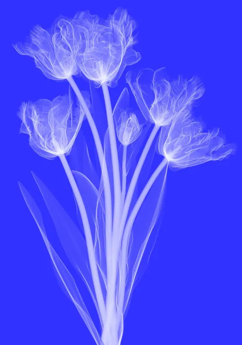Framed Print : Tulips, X-ray Framed Print : Tulips, X-ray