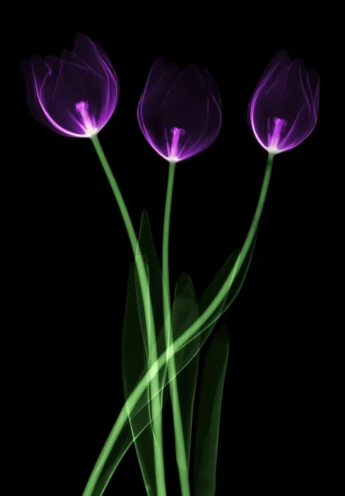 Framed Print : Tulips, X-ray