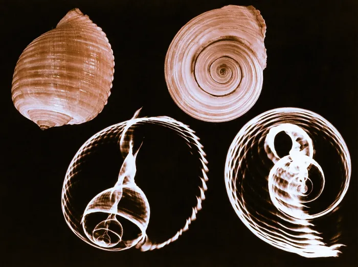 Framed Print : Tun shell, X-ray Framed Print : Tun shell, X-ray