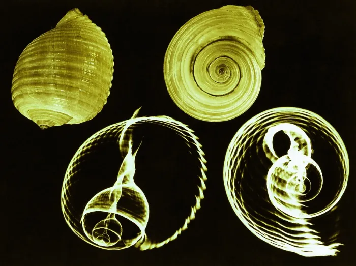 Framed Print : Tun shell, X-ray Framed Print : Tun shell, X-ray