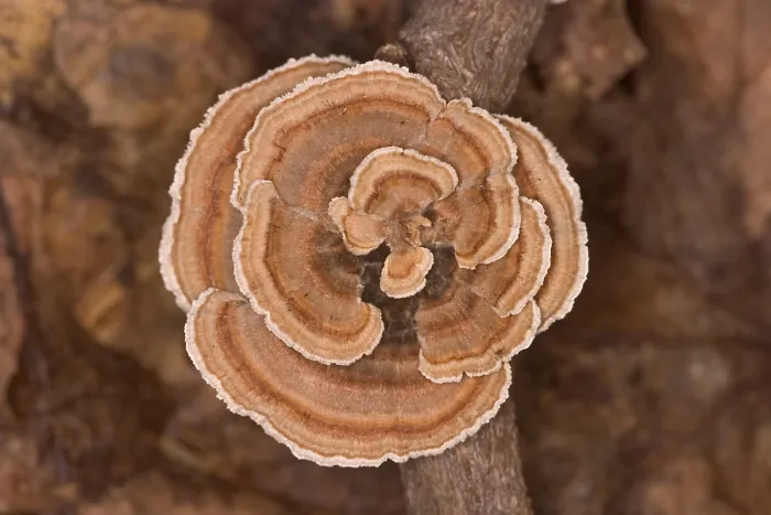 Framed Print : Turkeytail Fungus (Trametes versicolor)