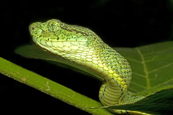 Framed Print : Two-Striped Forest Pit Viper Framed Print : Two-Striped Forest Pit Viper