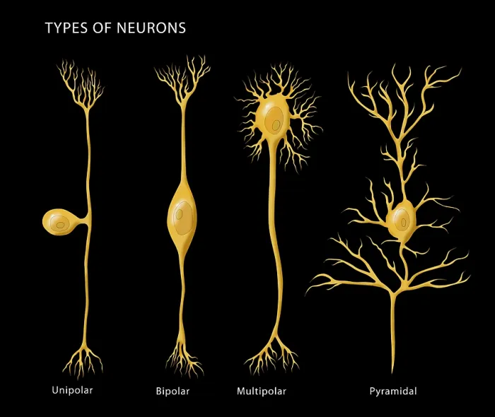 Framed Print : Types of Neurons Framed Print : Types of Neurons
