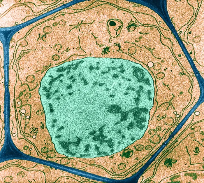 Framed Print : Typical Plant Cell, Root Tip, TEM Framed Print : Typical Plant Cell, Root Tip, TEM
