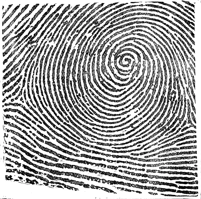Framed Print : Typical Whorl Pattern, 1900 Framed Print : Typical Whorl Pattern, 1900
