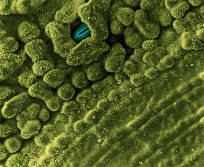 Framed Print : Underside of Leaf with Stomata, under a microscope (SEM) Framed Print : Underside of Leaf with Stomata, under a microscope (SEM)