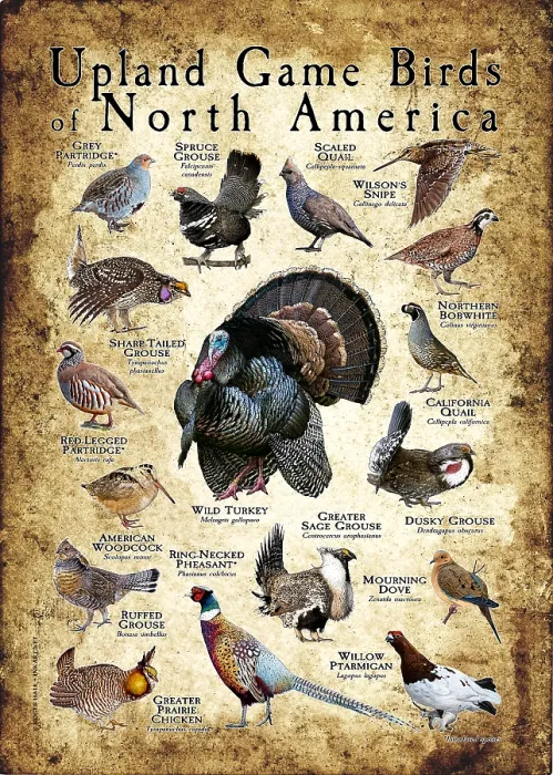 Framed Print : Upland Game Birds of North America Framed Print : Upland Game Birds of North America