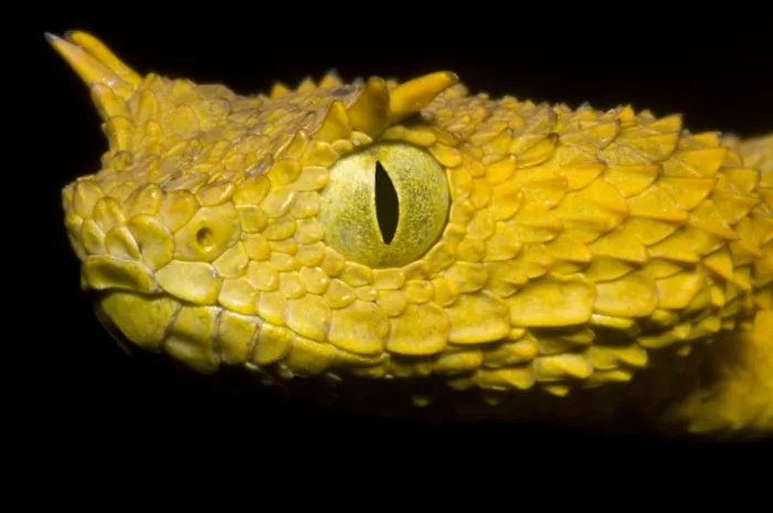 Framed Print : Usambara Eyelash Bush Viper