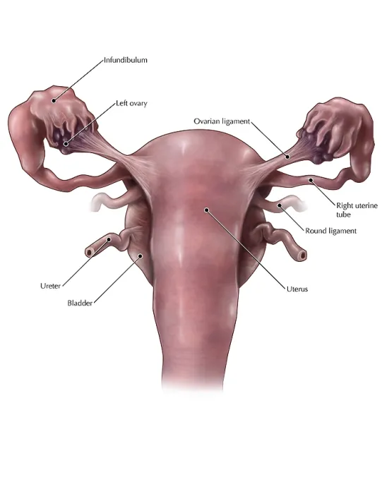 Framed Print : Uterus, Ovaries and Bladder (Posterior View) Framed Print : Uterus, Ovaries and Bladder (Posterior View)