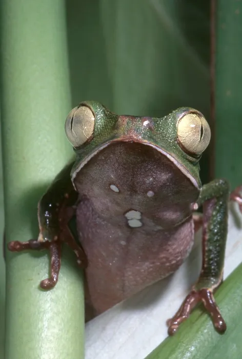 Framed Print : Vaillanti's Monkey Frog Framed Print : Vaillanti's Monkey Frog