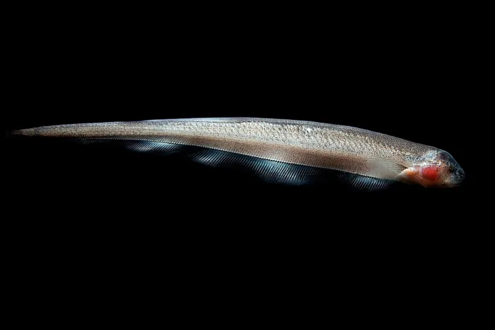 Framed Print : Vampire Knife Fish Framed Print : Vampire Knife Fish