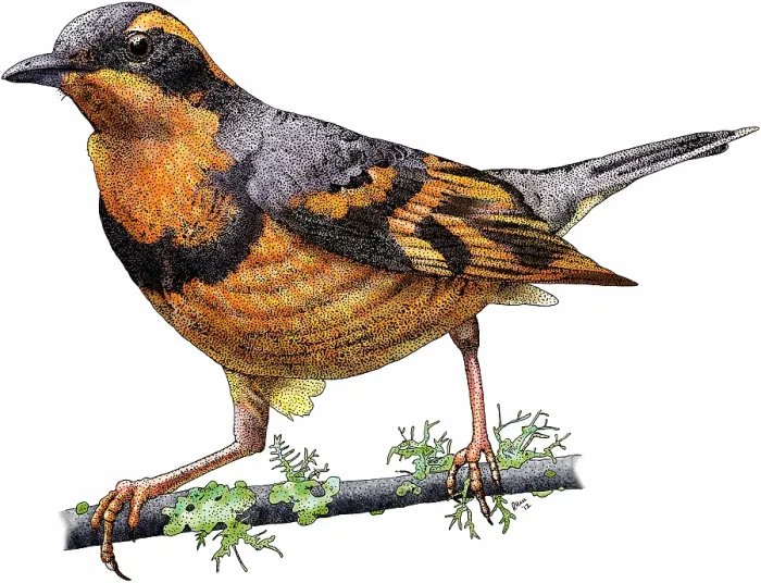 Framed Print : Varied thrush Framed Print : Varied thrush