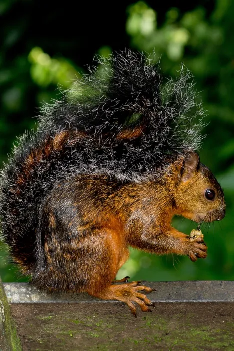 Framed Print : Variegated Squirrel