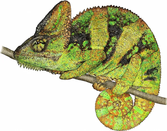 Framed Print : Veiled Chameleon Framed Print : Veiled Chameleon