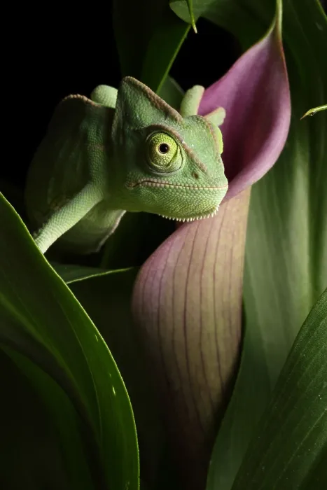 Framed Print : Veiled Chameleon on Calla Lily