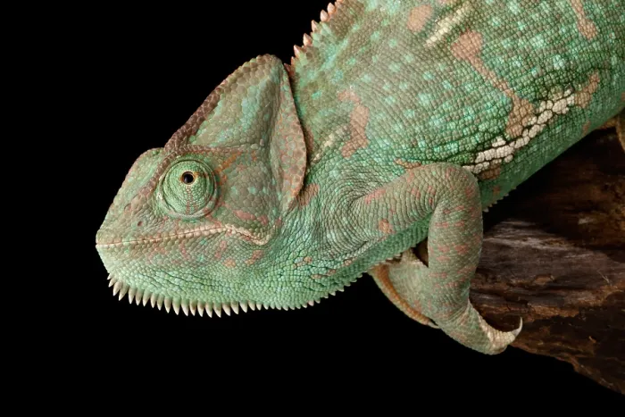 Framed Print : Veiled Chameleon (Chamaeleo calyptratus)
