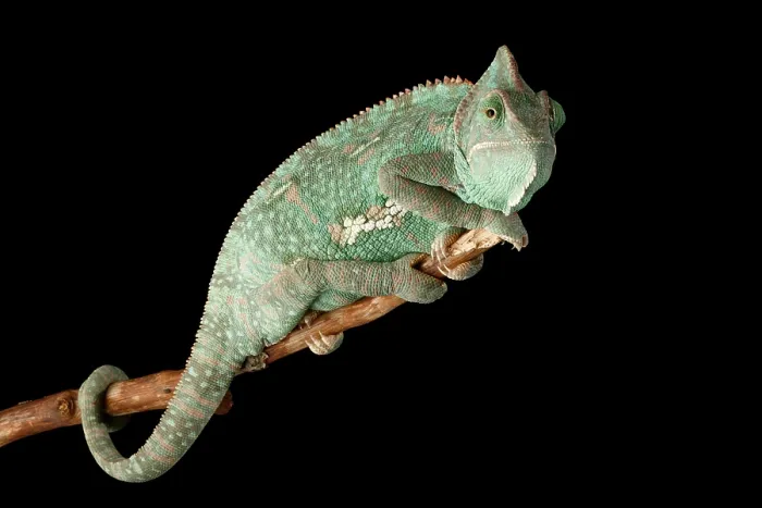 Framed Print : Veiled Chameleon (Chamaeleo calyptratus)