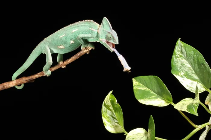 Framed Print : Veiled Chameleon Feeding Framed Print : Veiled Chameleon Feeding