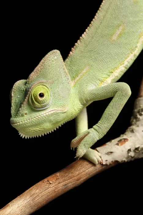Framed Print : Veiled Chameleon portrait Framed Print : Veiled Chameleon portrait