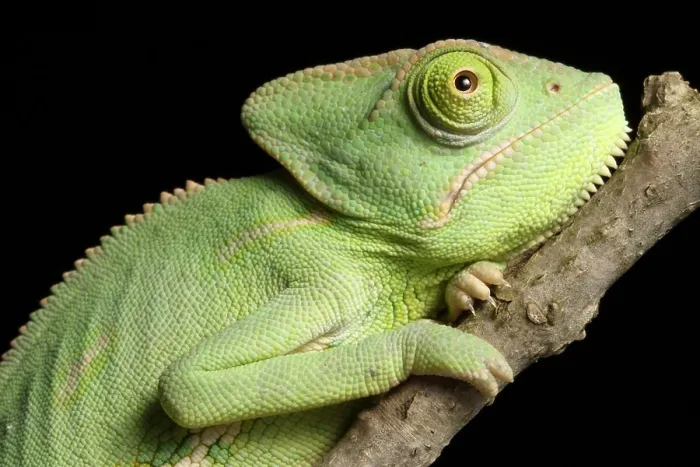 Framed Print : Veiled Chameleon portrait Framed Print : Veiled Chameleon portrait