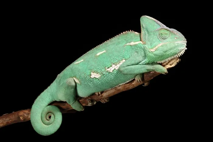 Framed Print : Veiled Chameleon resting Framed Print : Veiled Chameleon resting