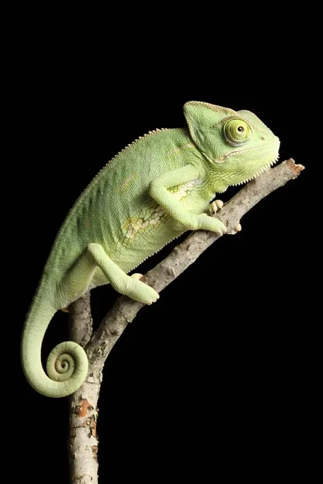 Framed Print : Veiled Chameleon on a Stick Framed Print : Veiled Chameleon on a Stick
