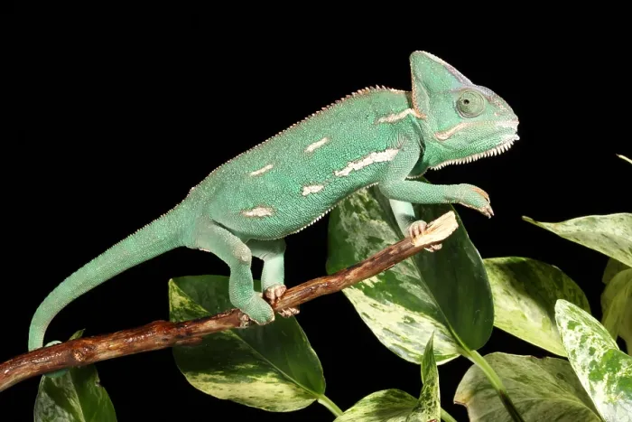 Framed Print : Veiled Chameleon on a Stick Framed Print : Veiled Chameleon on a Stick