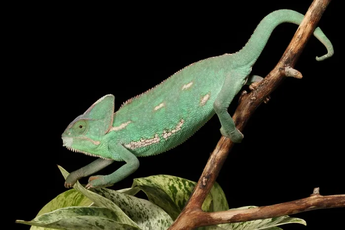Framed Print : Veiled Chameleon on a Stick Framed Print : Veiled Chameleon on a Stick