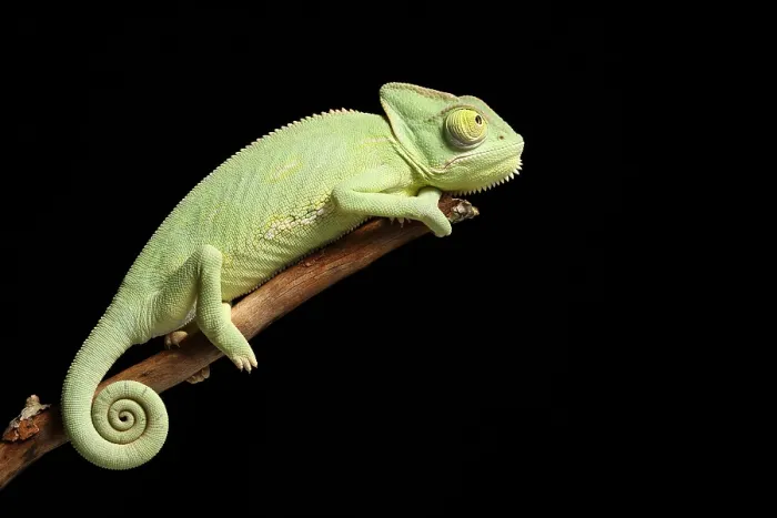 Framed Print : Veiled Chameleon on a Stick Framed Print : Veiled Chameleon on a Stick