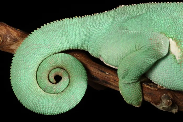 Framed Print : Veiled Chameleon tail detail Framed Print : Veiled Chameleon tail detail