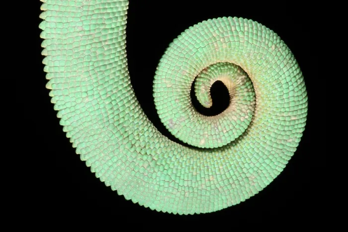 Framed Print : Veiled Chameleon tail detail