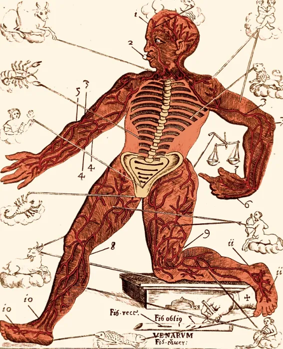 Framed Print : Vein Man, Medical Astrology, 17th Century
