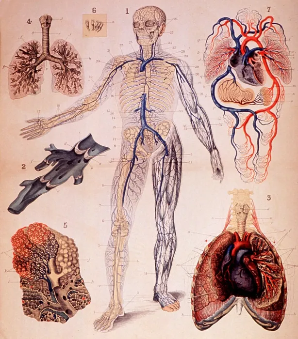 Framed Print : Veins and Lungs, Human Anatomy Atlas Framed Print : Veins and Lungs, Human Anatomy Atlas