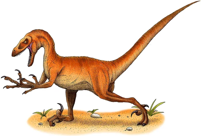 Framed Print : Velociraptor Framed Print : Velociraptor