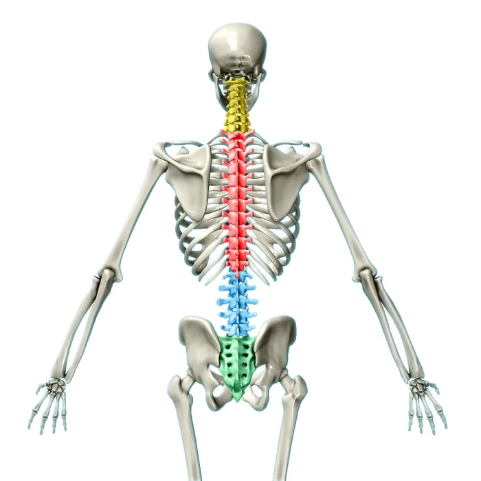 Framed Print : Vertebral Column, Illustration Framed Print : Vertebral Column, Illustration